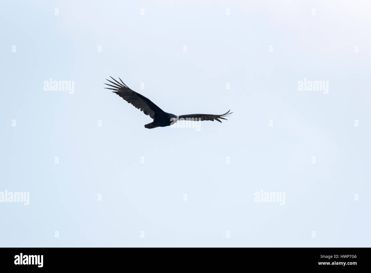 A flying Turkey Vulture (Cathartes aura)   Stock Photo