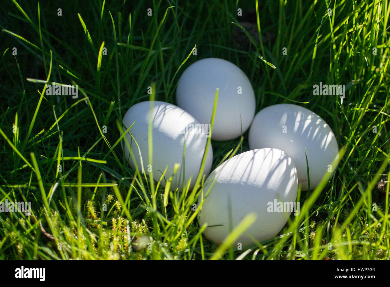 Four white chicken eggs in long grass. Stock Photo