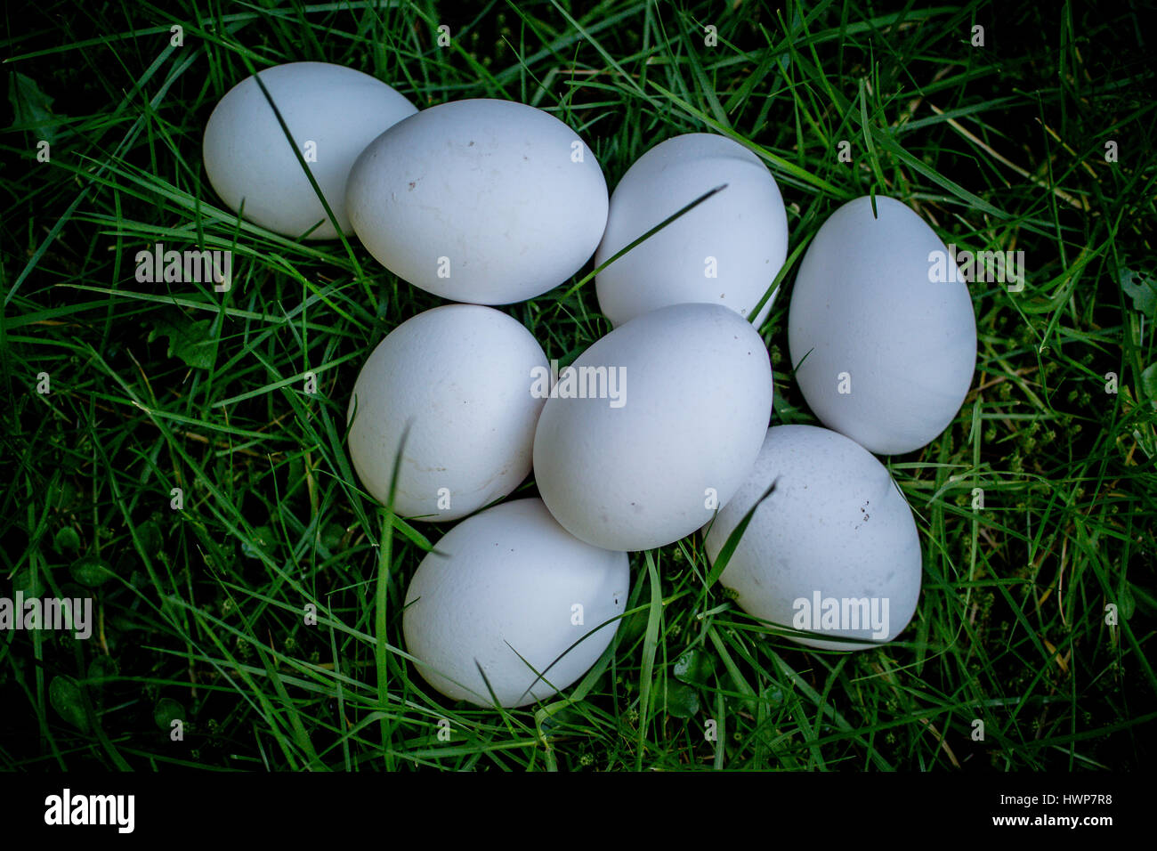 Eight Fresh White Eggs on Lawn taken on warm sring day Stock Photo