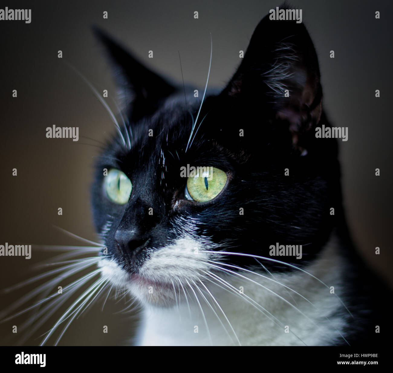 Cat Portrait pet black and white pose green eyes Stock Photo - Alamy