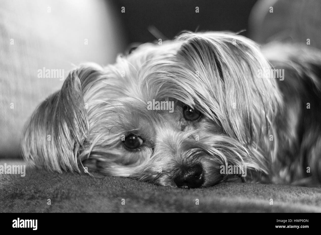 Pet Dog Portrait Photo Black and white Cute Stock Photo Alamy