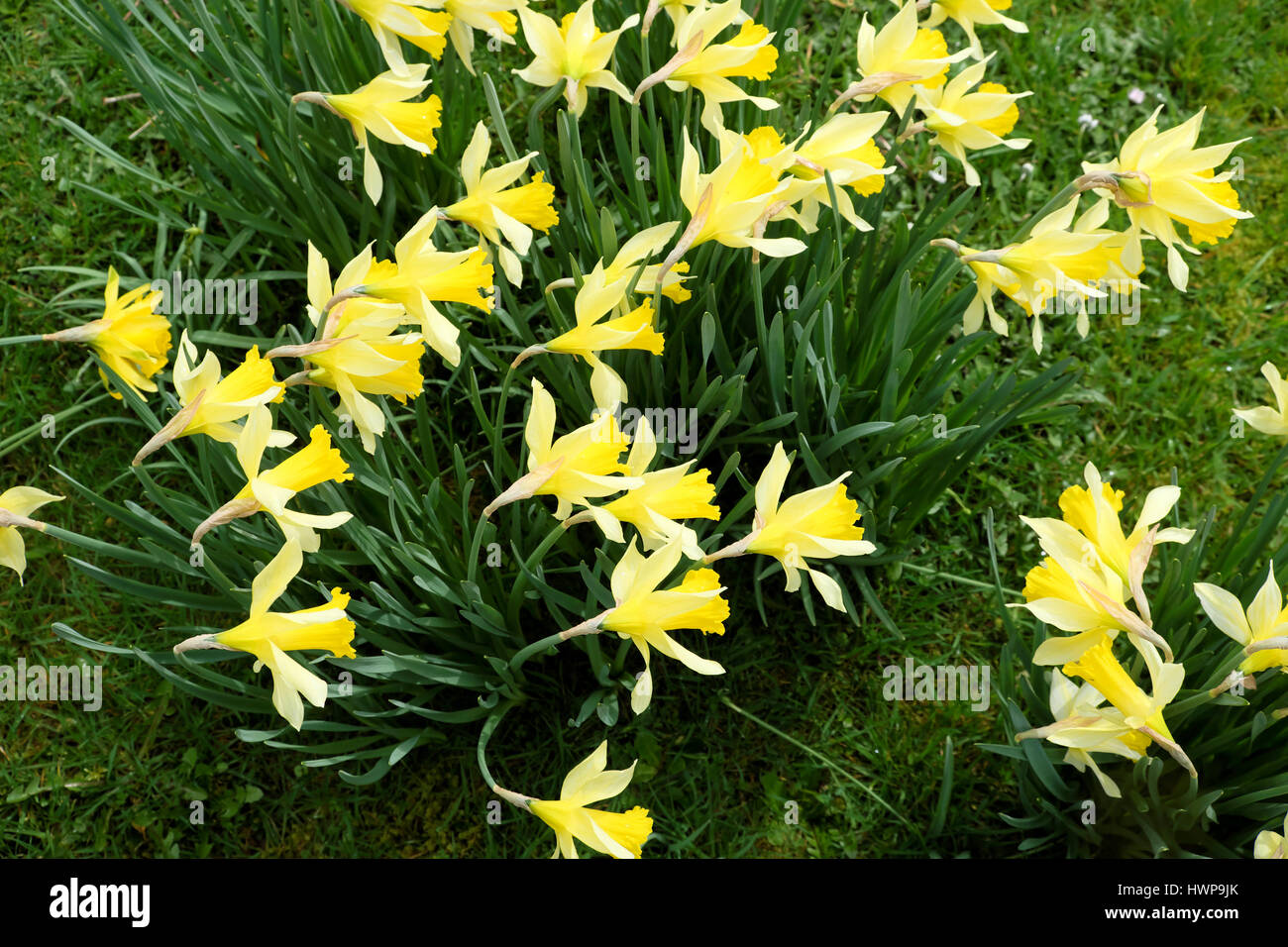 Daffodils growing in grass hires stock photography and images Alamy