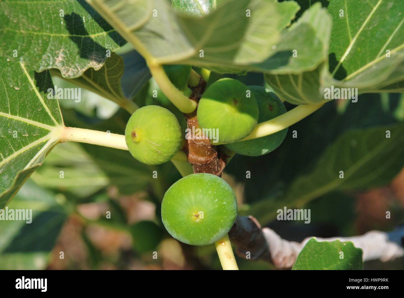 Green figs growing on a fig tree at Emborio on the reek island of Halki. Stock Photo