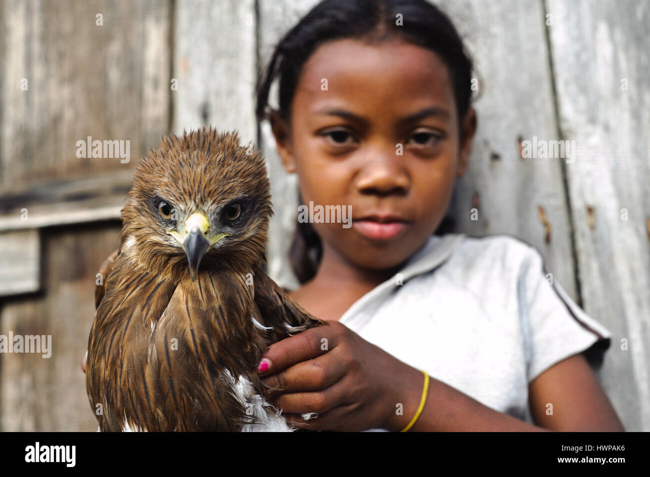 Girl holding a young buzzard ('buteo brachypterus') ( Madagascar) Stock Photo