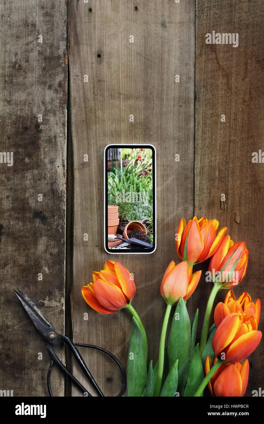 Overhead shot of a bouquet of tulips with a picture of a herb garden on a cell phone over a rustic wood table. Flat lay overhead view style. Stock Photo