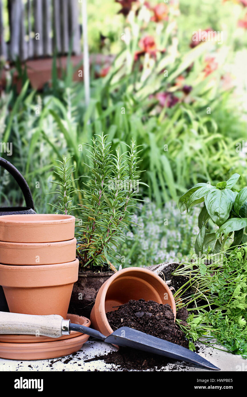Old gardening trowel with terracotta pots, potting soil, and potted herbs with spilled soil. Stock Photo