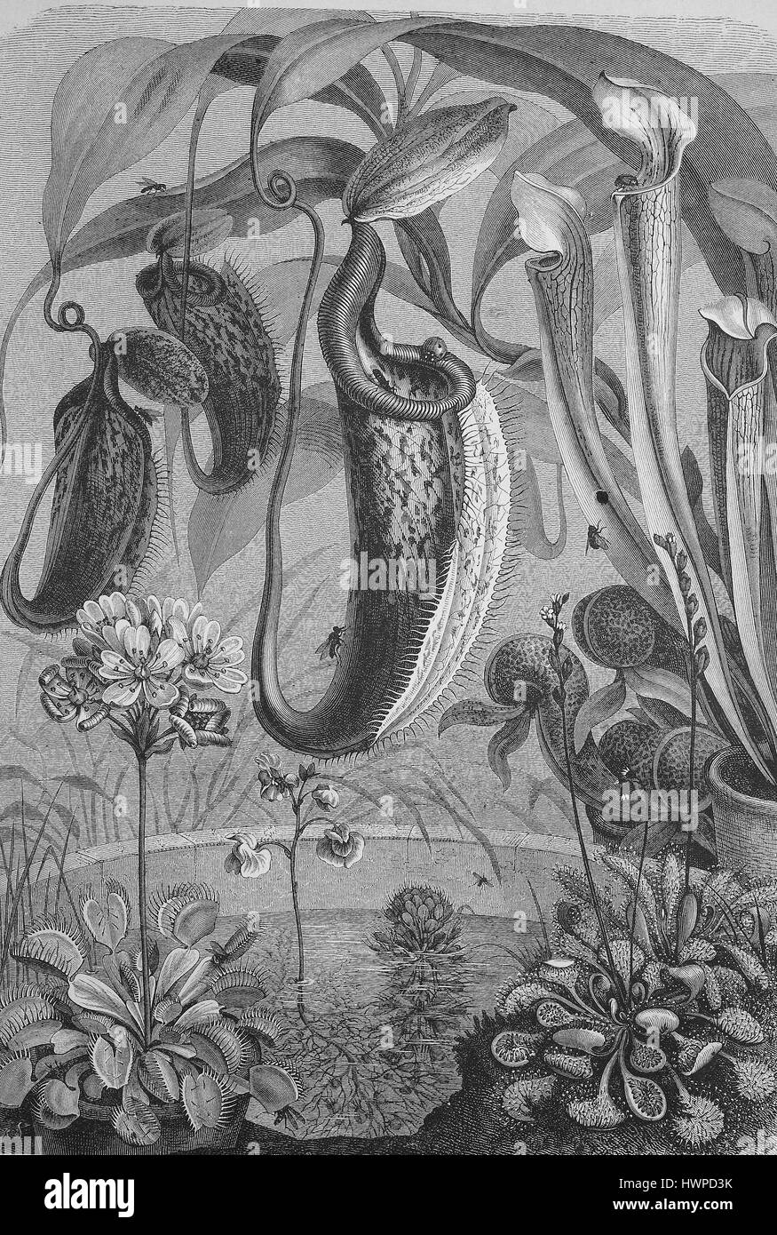 various Carnivorous plants, Reproduction of an original woodcut from the year 1882, digital improved Stock Photo