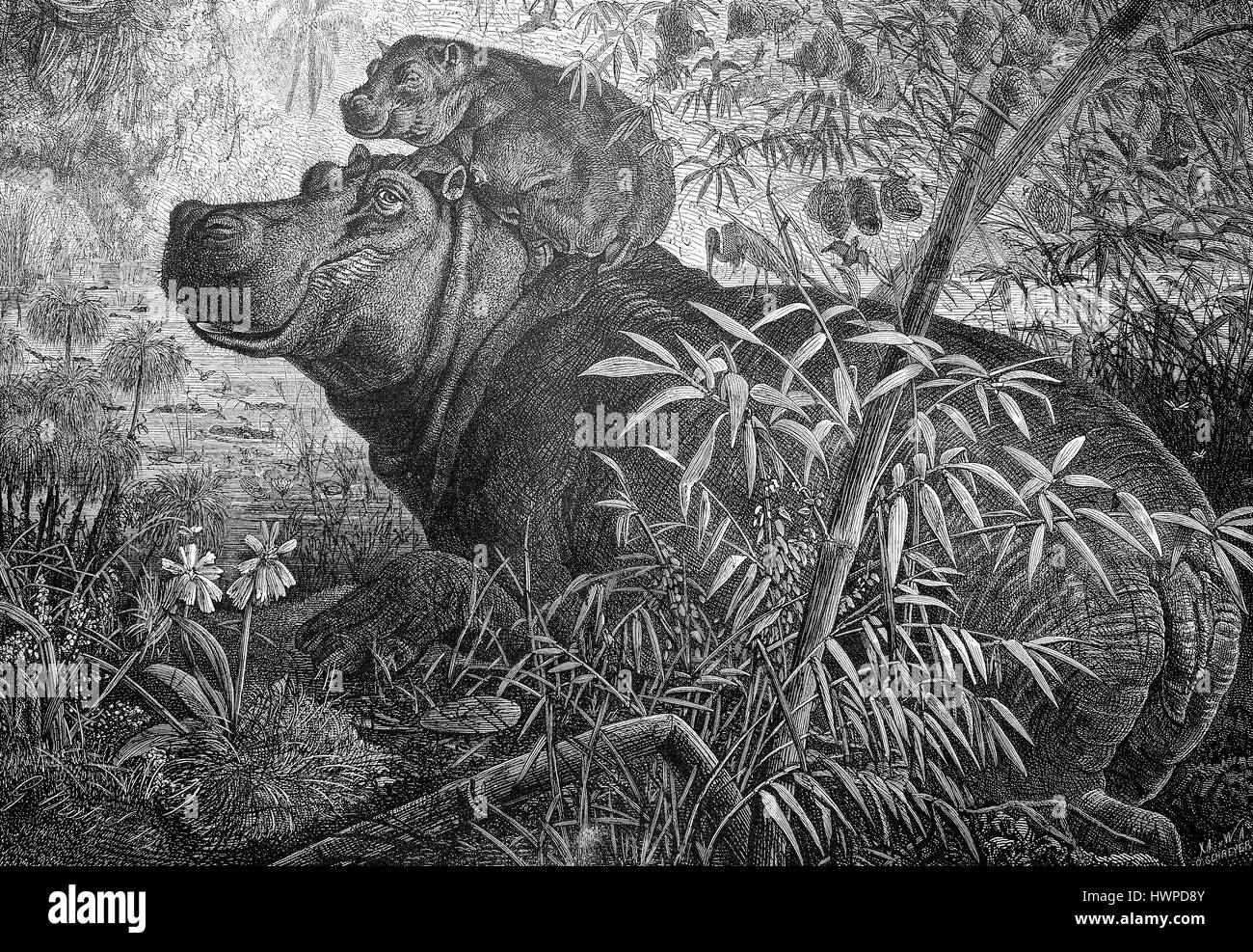 Hippo with young in East Africa, Reproduction of an original woodcut from the year 1882, digital improved Stock Photo