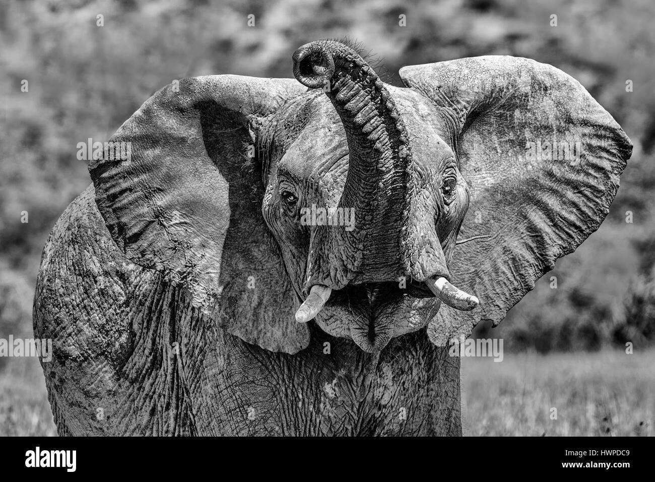Elephant  close-up Stock Photo