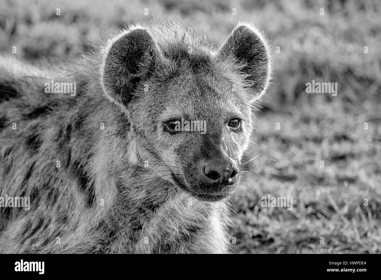 albino hyena