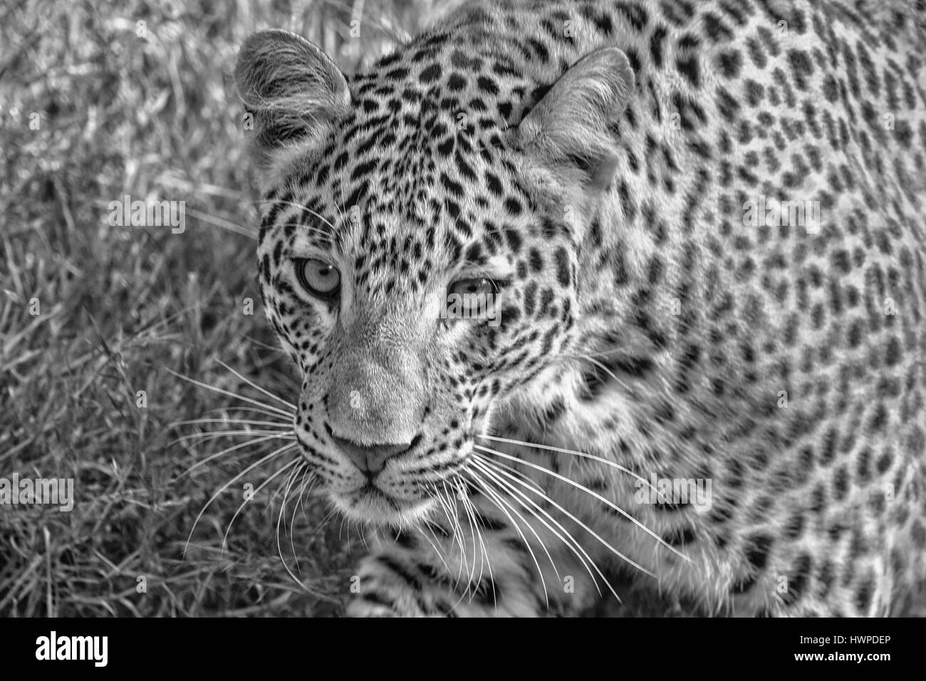 Leopard skin not wild not animal Black and White Stock Photos