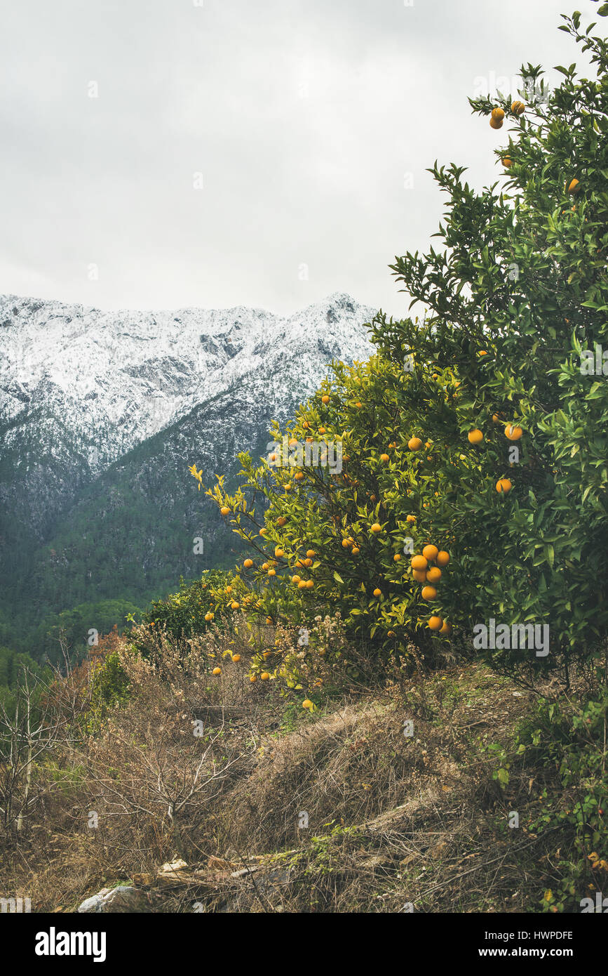 Trees with wild ripe oranges and snowy mountains, Alanya, Turkey Stock