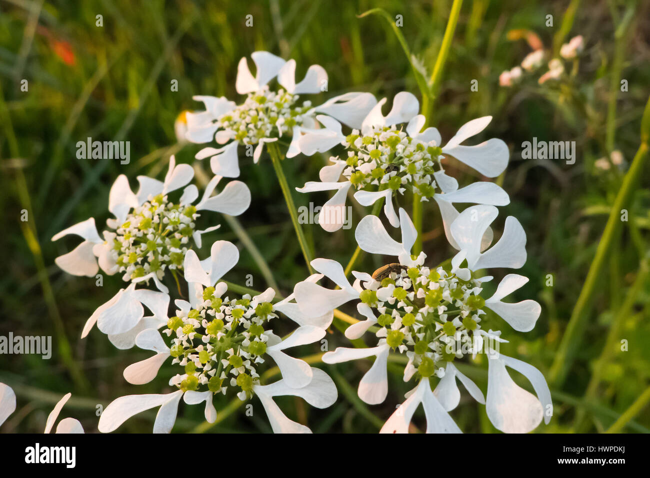 Insect biodiversity hi-res stock photography and images - Alamy