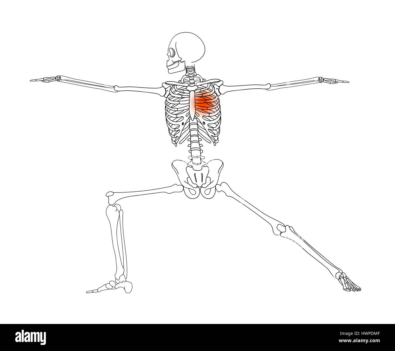 Human skeleton in yoga position over white background. Stock Photo