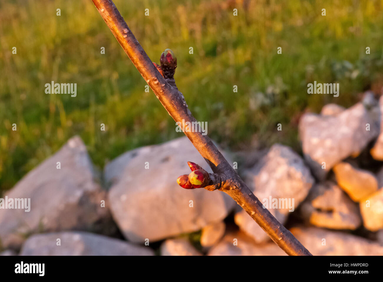 Cherry blossom atmosphere hi-res stock photography and images - Alamy