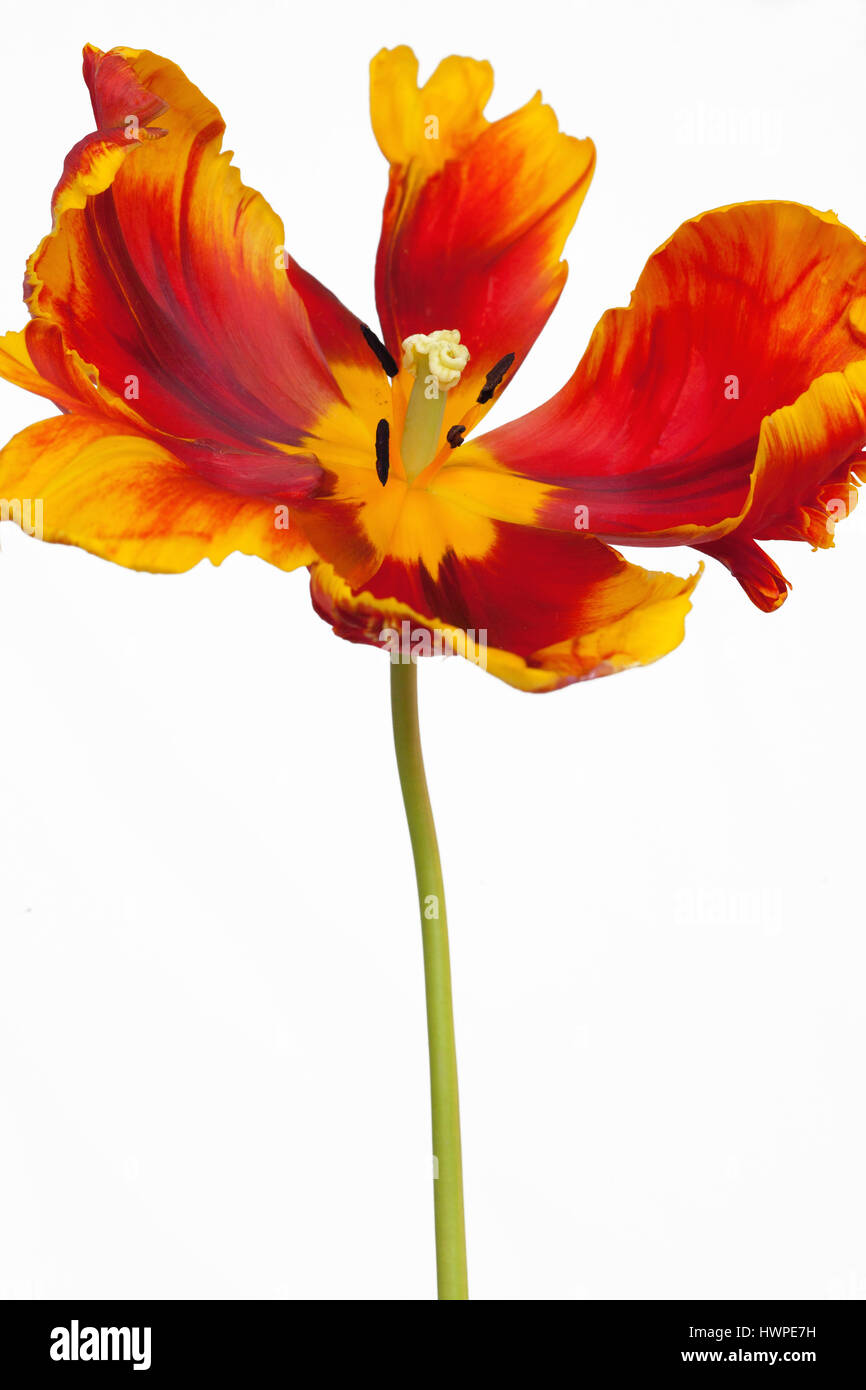 Striking Tulipa Parrot Tulip ' Bright Parrot' on a plain white background Stock Photo