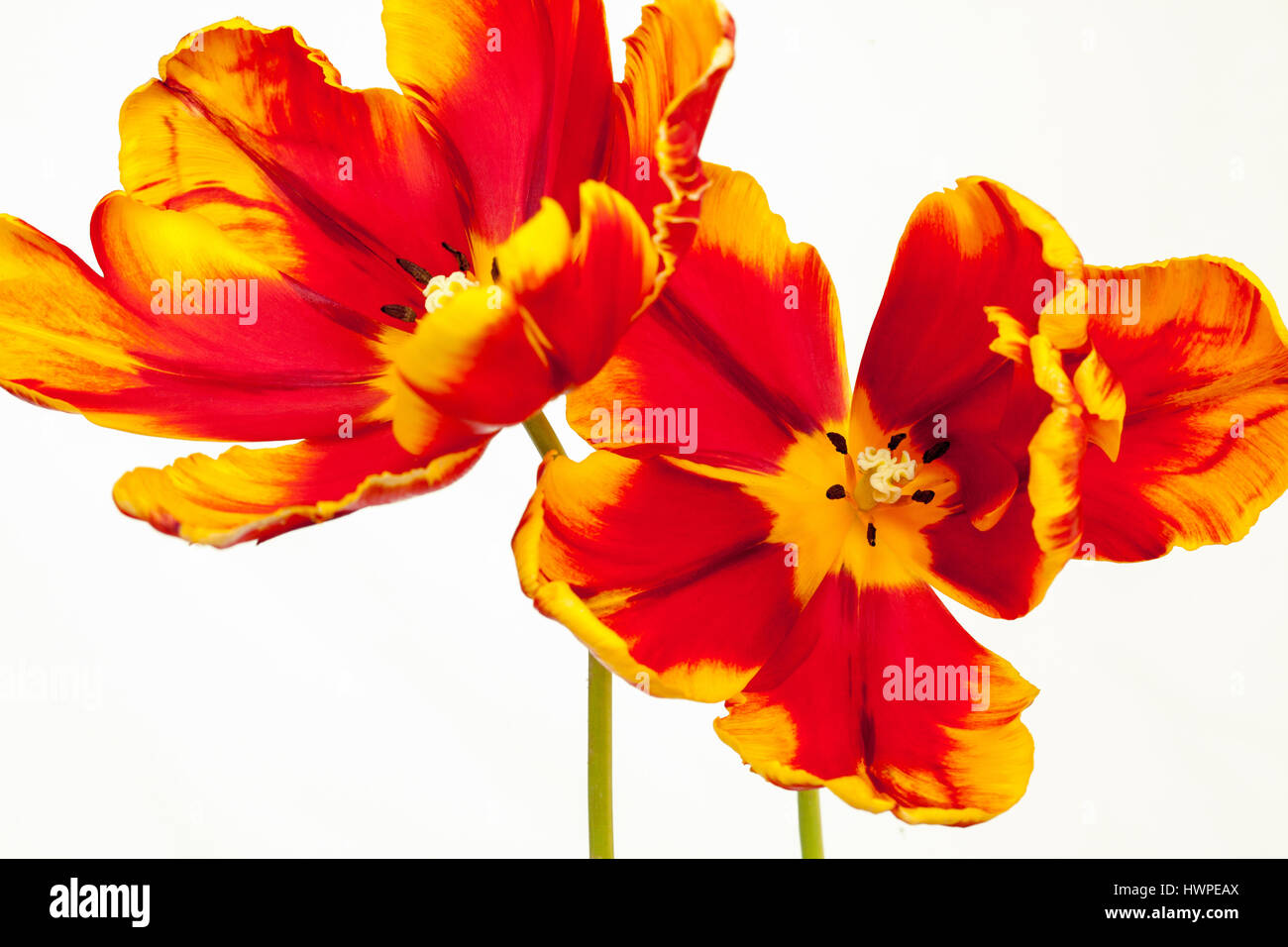 Striking Tulipa Parrot Tulips ' Bright Parrot' on a plain white background Stock Photo