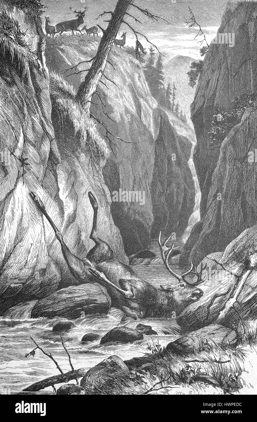 Deer has crashed after a battle on the rock and lies dead in the Creek, Reproduction of an original woodcut from the year 1882, digital improved Stock Photo