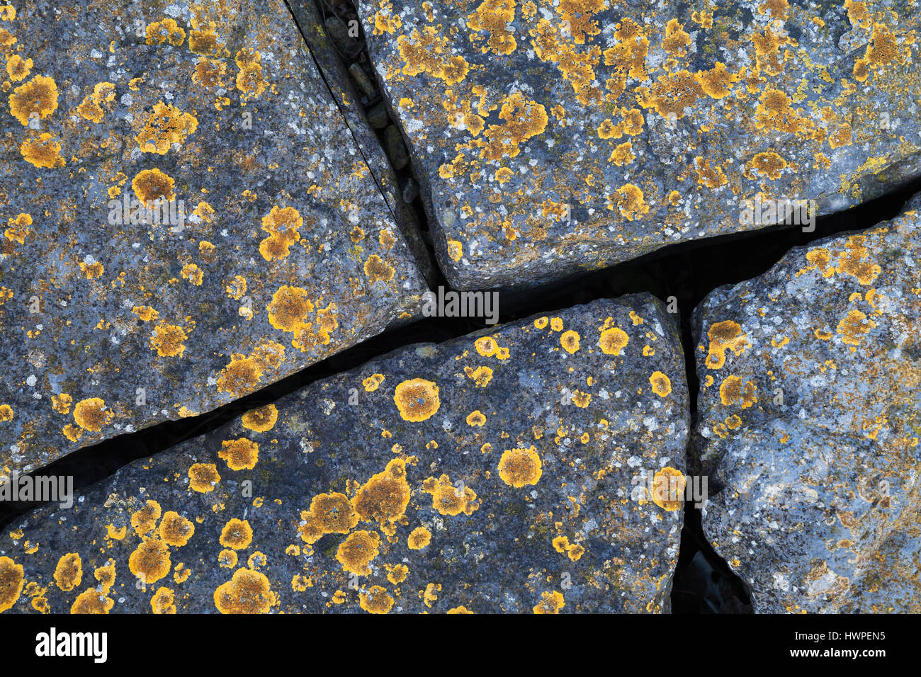 Yellow lichen growing on gray granite stones Stock Photo