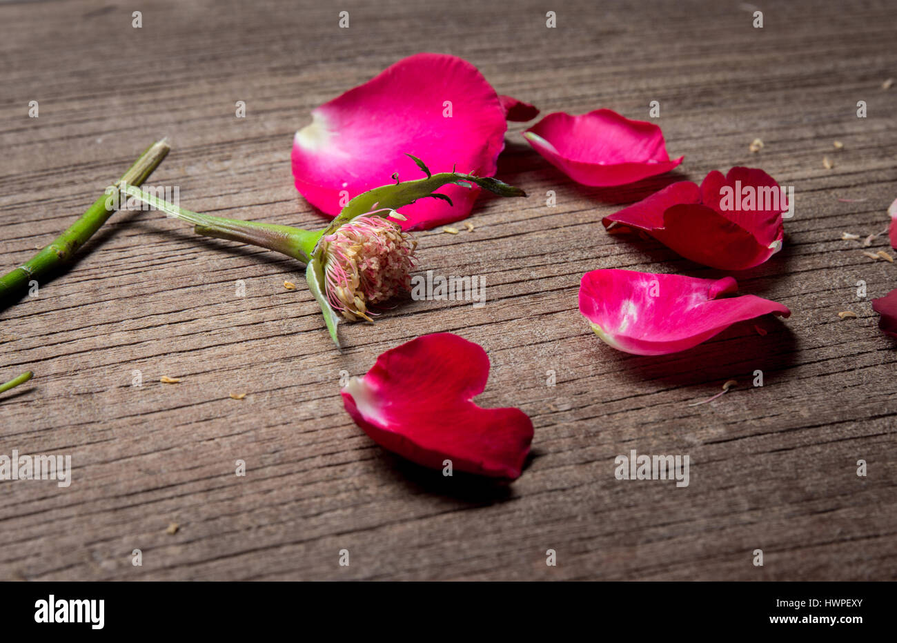 Red Rose Broken Heart High Resolution Stock Photography and Images - Alamy