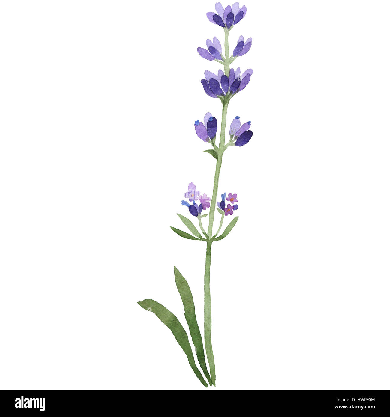 Wildflower lavender flower in a watercolor style isolated Stock Photo ...