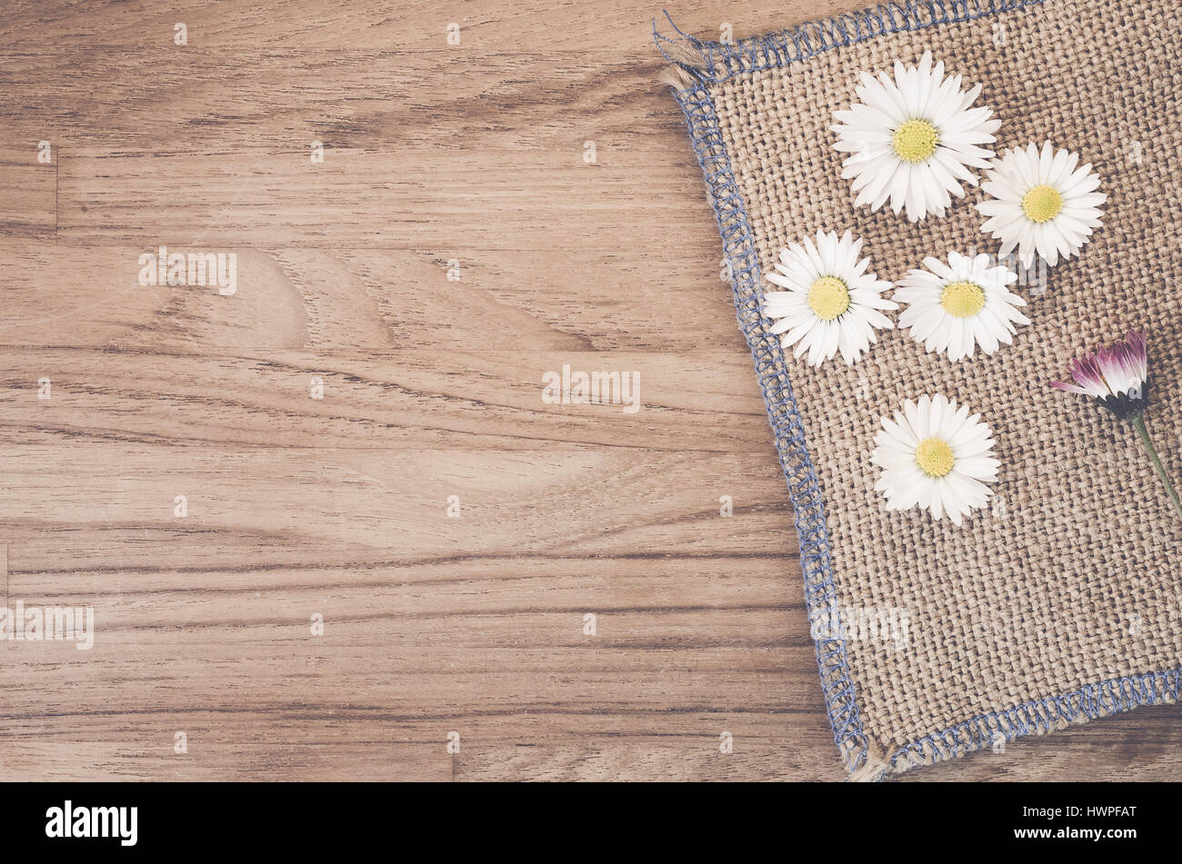 cut deisies flower heads on a rough fabric worktop copy space Stock