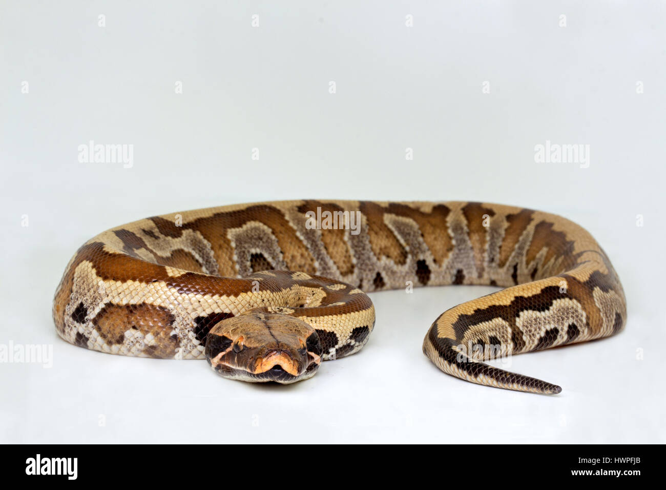 Blood pythons (Python brongersmai Stock Photo - Alamy