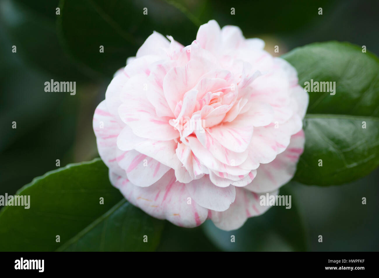 Camellia japonica pink shrub hi-res stock photography and images - Alamy