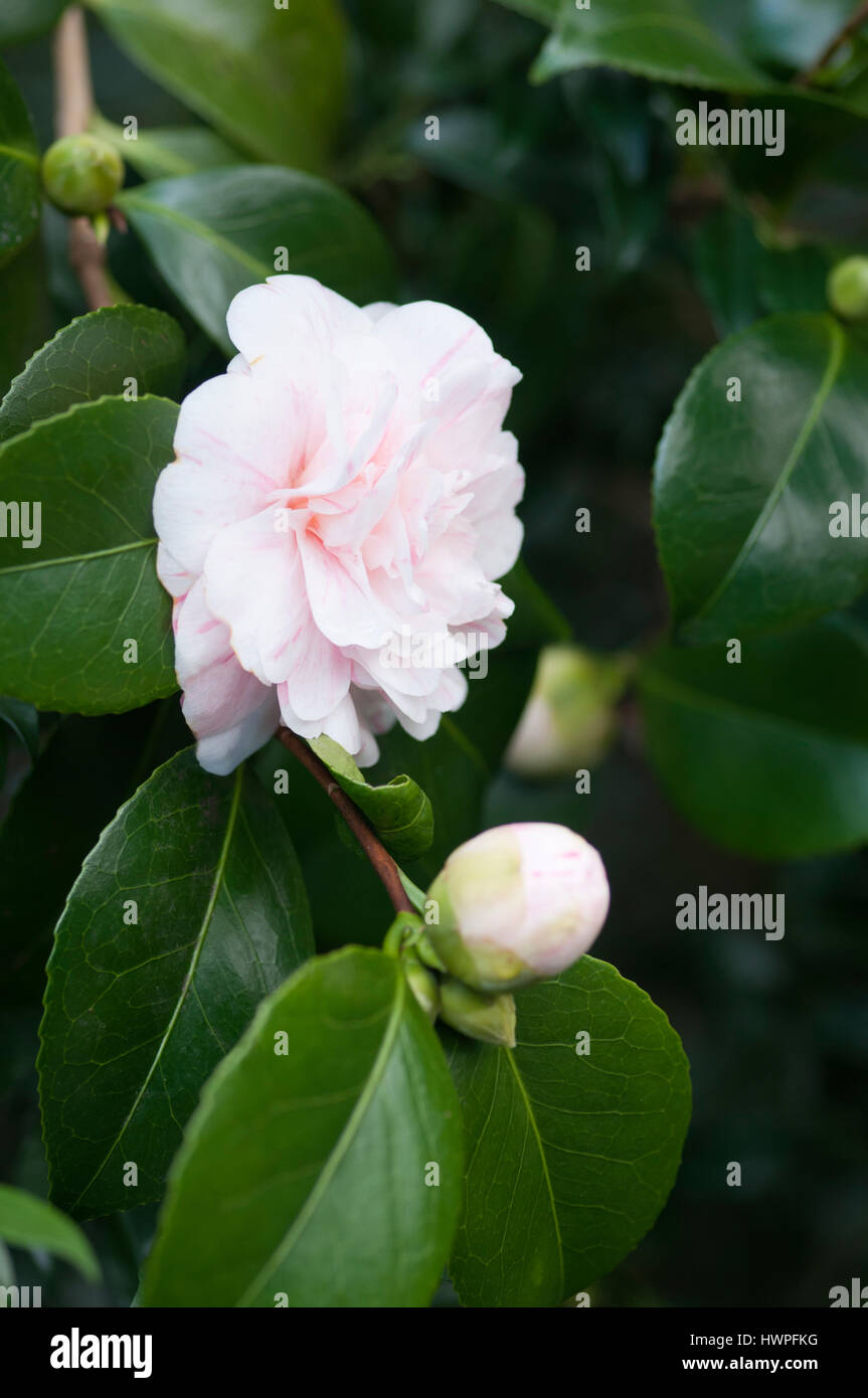 Camellia japonica white flower hi-res stock photography and images - Alamy