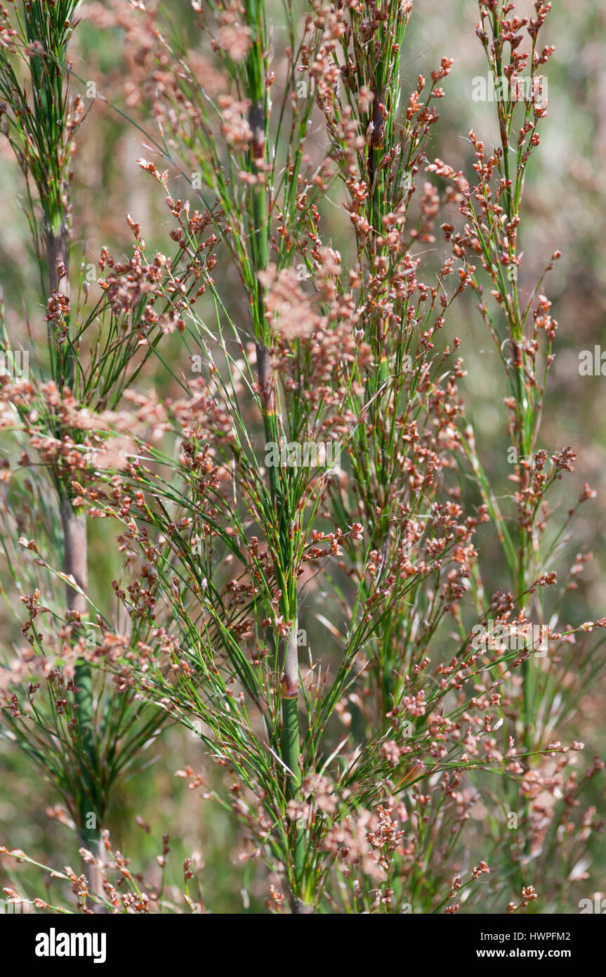 RHODOCOMA CAPENSIS Stock Photo