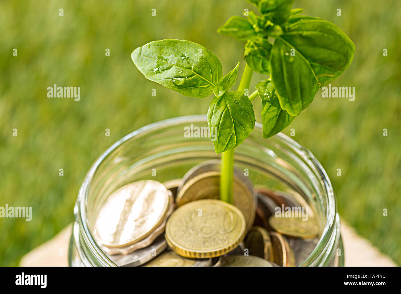 Plant growing in Coins glass jar for money on green grass Stock Photo ...