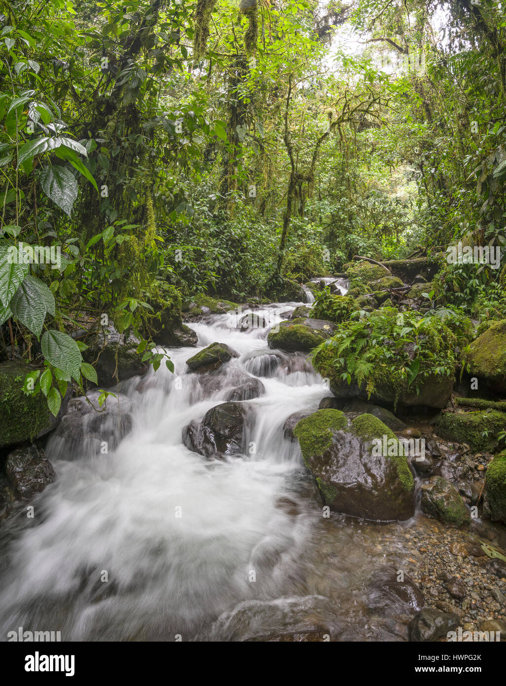 A swift flowing stream running through pristine montane rainforest on