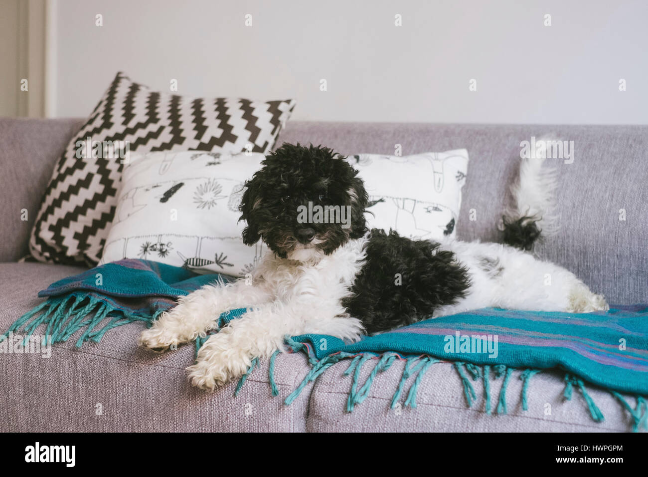 Portrait of dog sitting on sofa at home Stock Photo - Alamy