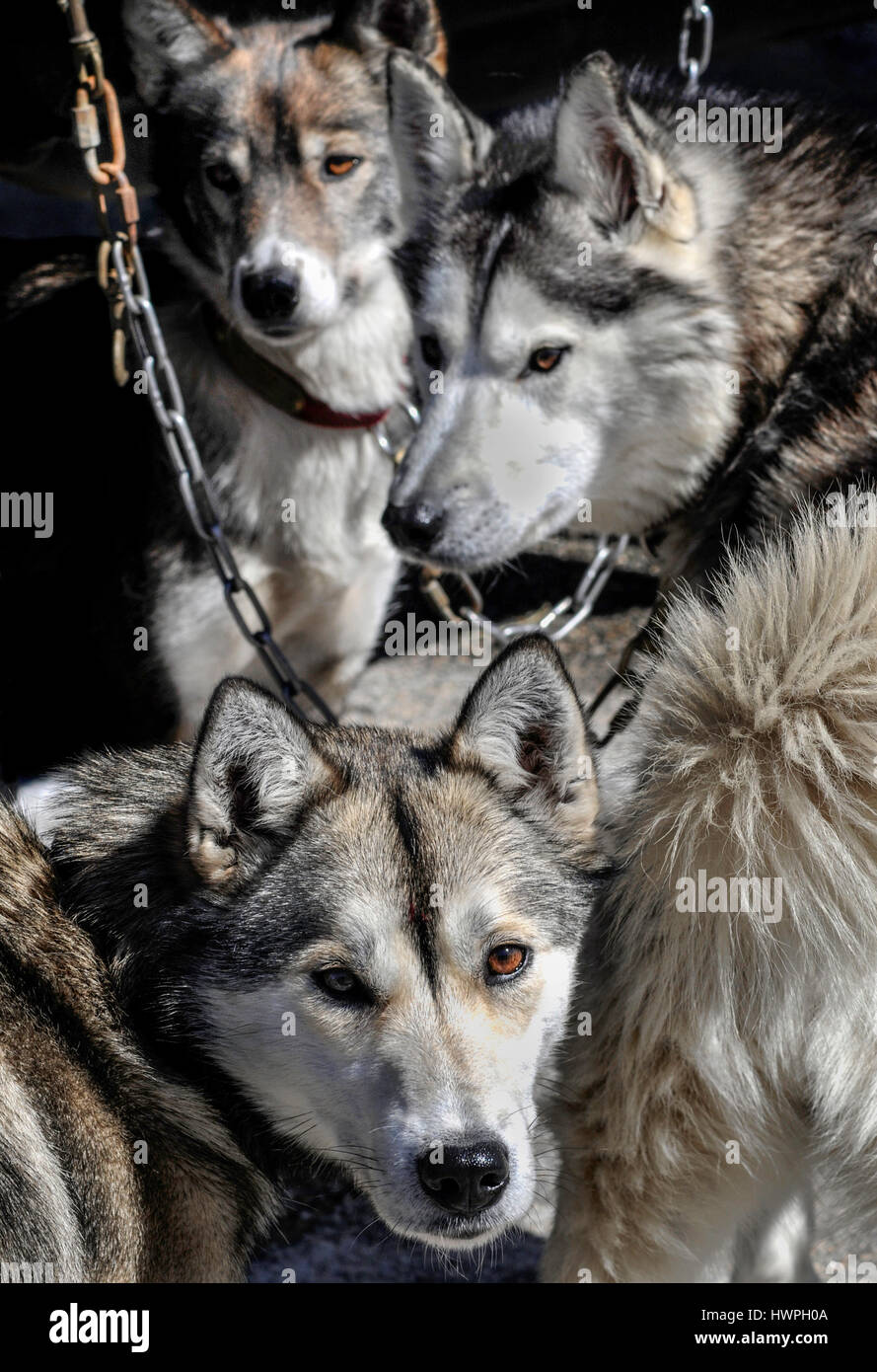 Alaskan and Siberian huskies relax before a dogsled demonstration in Lincoln, RI, USA. Stock Photo
