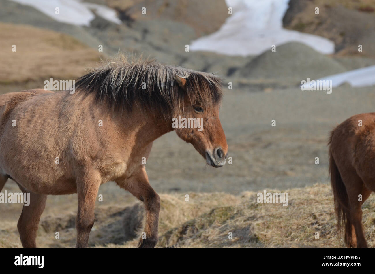 Grazing Icelandic roan horse on a farm in Iceland. Stock Photo