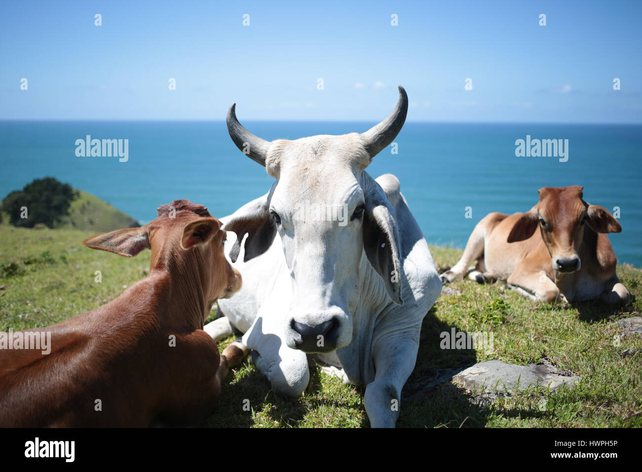 Small family of cows enjoying the midday sun on a hill beside the ocean ...
