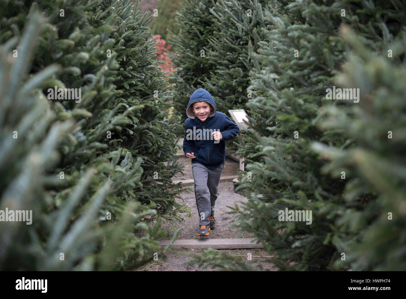 Portrait of happy boy running by pine trees in farm Stock Photo - Alamy