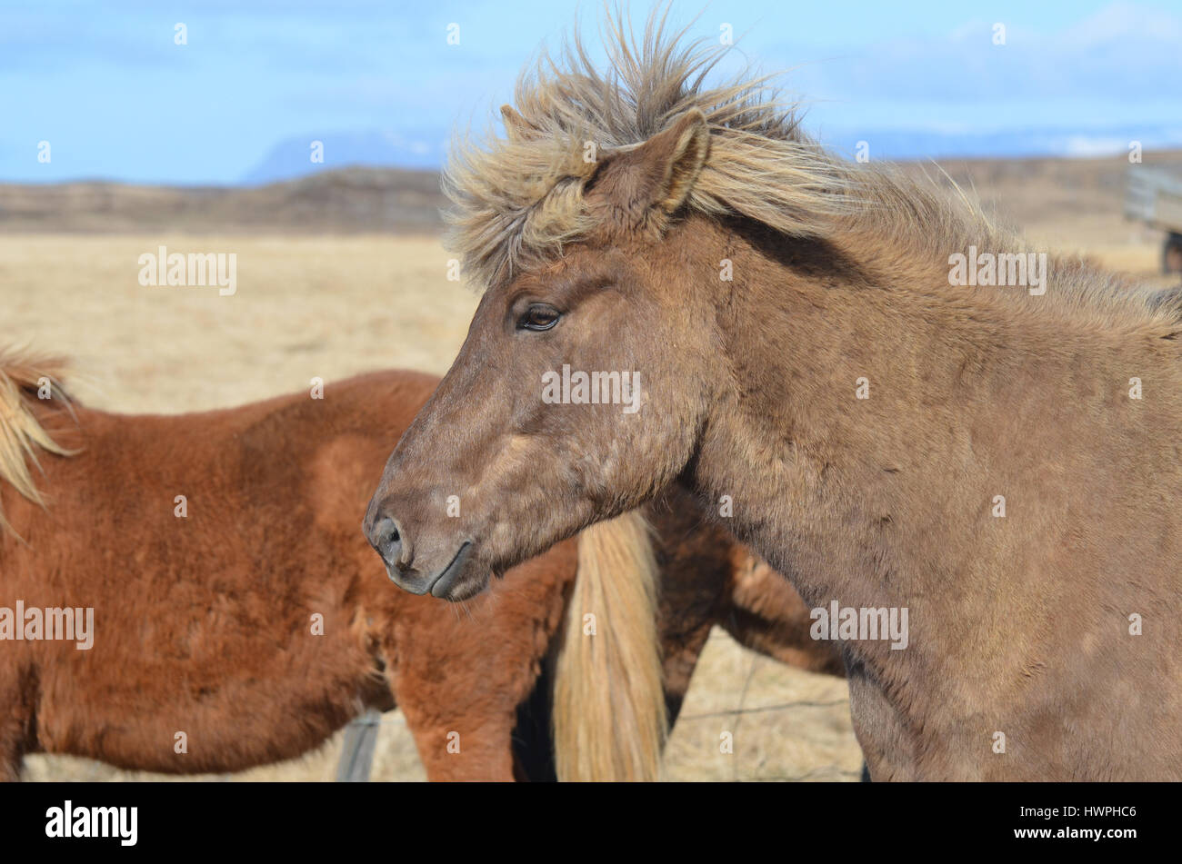Icelandic horse with his forelock standing straight up. Stock Photo