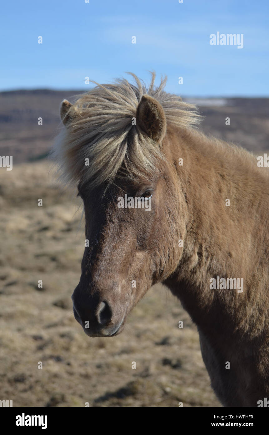 Beautiful Icelandic horse standing in a field in Iceland Stock Photo ...
