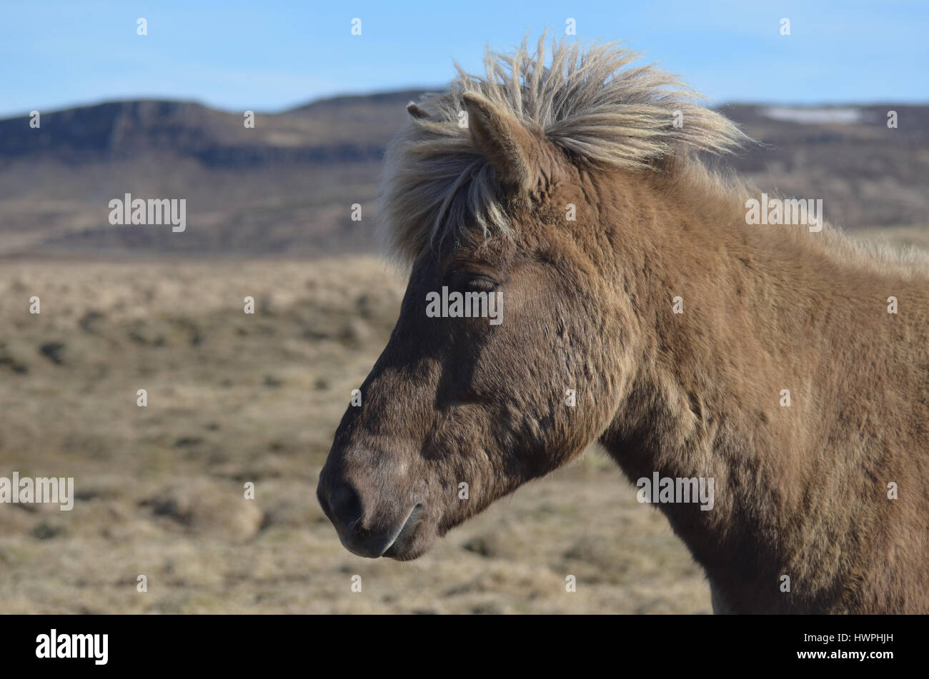Profile of an Icelandic horse in Iceland. Stock Photo