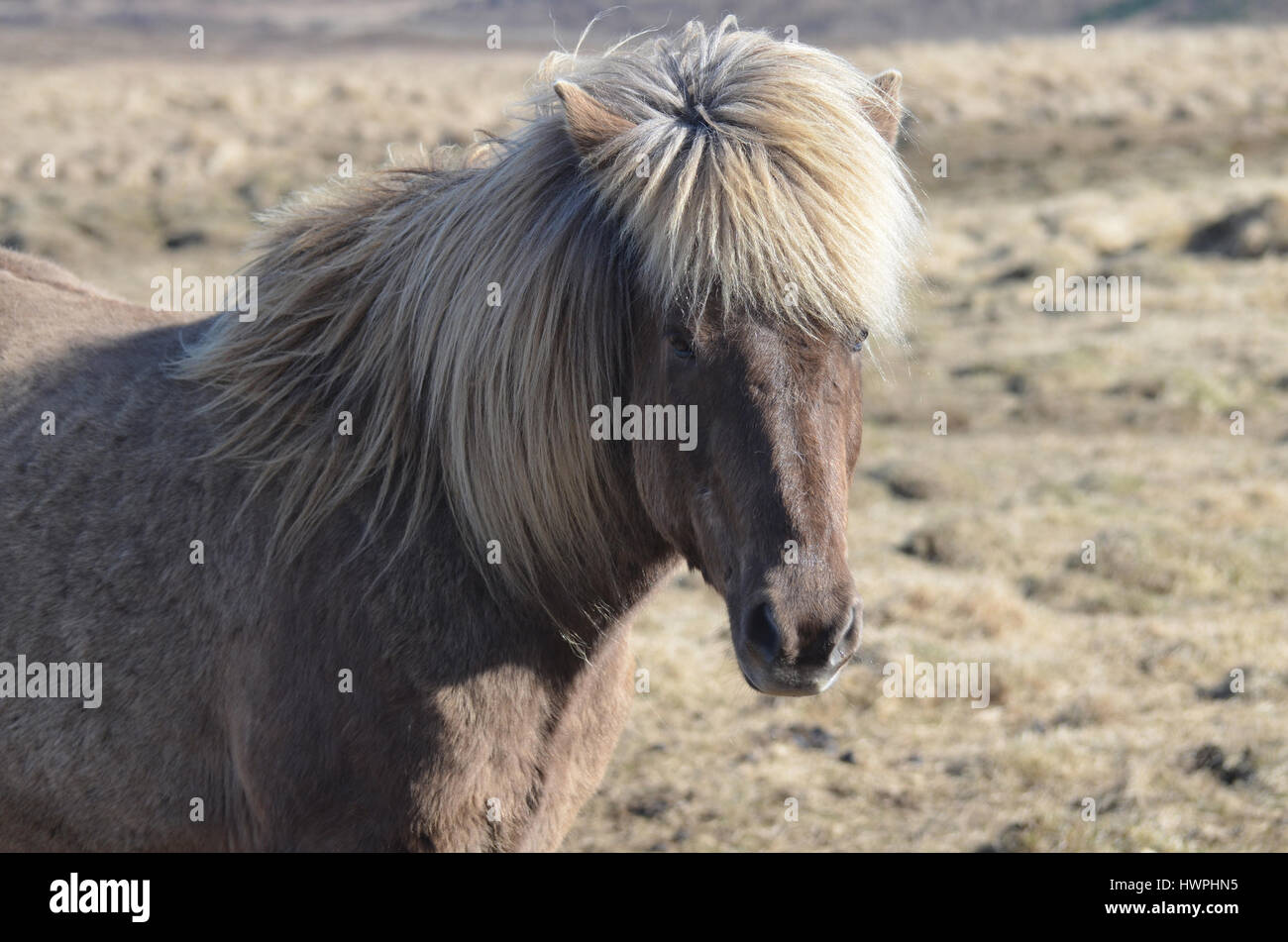 Great Icelandic horse soaking up the sunshine. Stock Photo