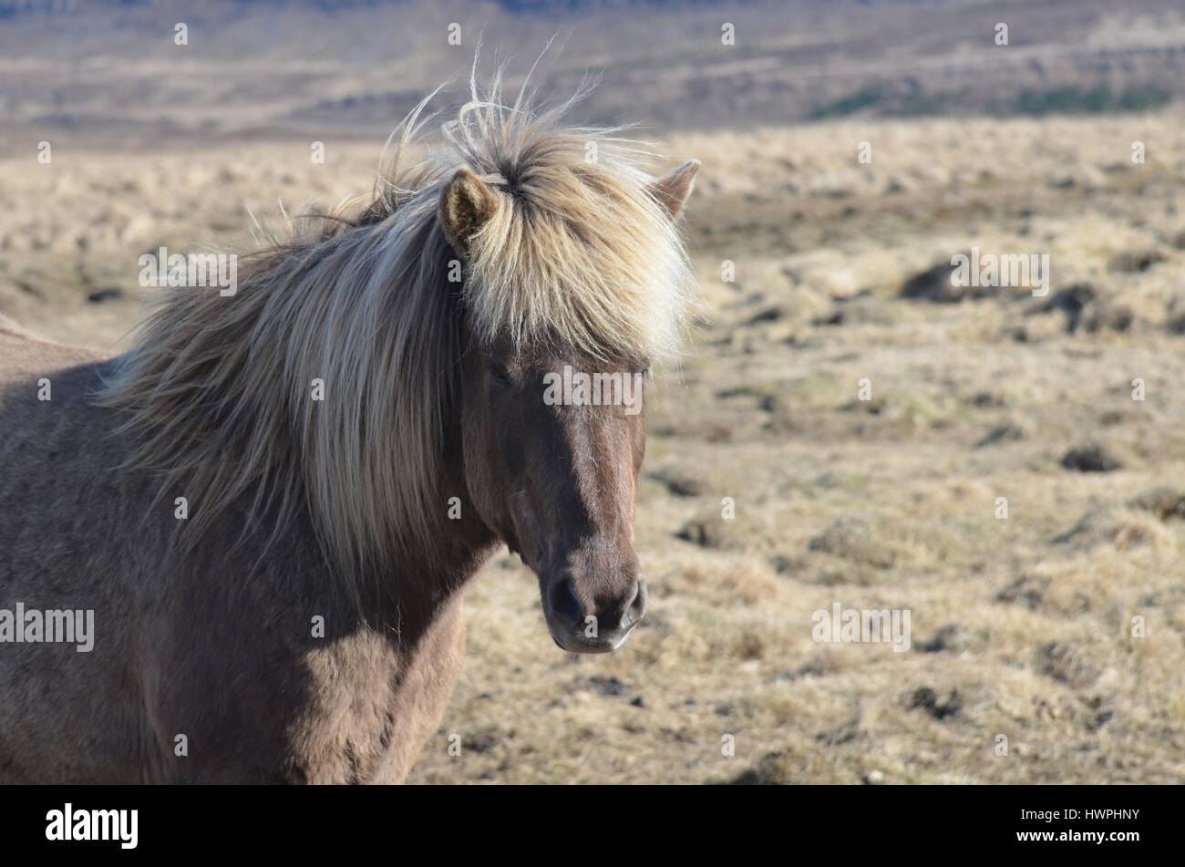 Great roan Icelandic horse standing in a field in Iceland. Stock Photo