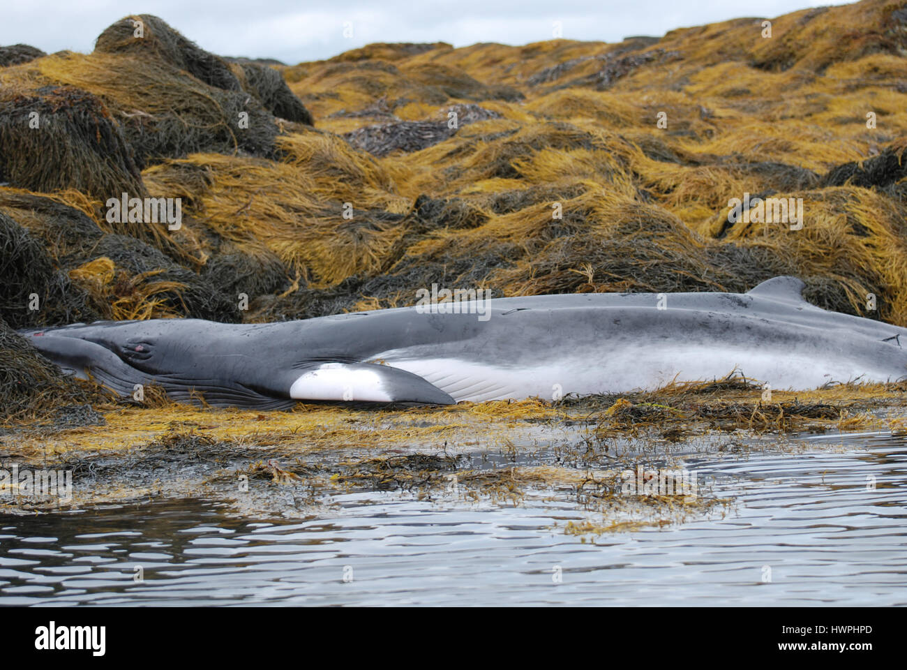 Beached minke whale hi-res stock photography and images - Alamy