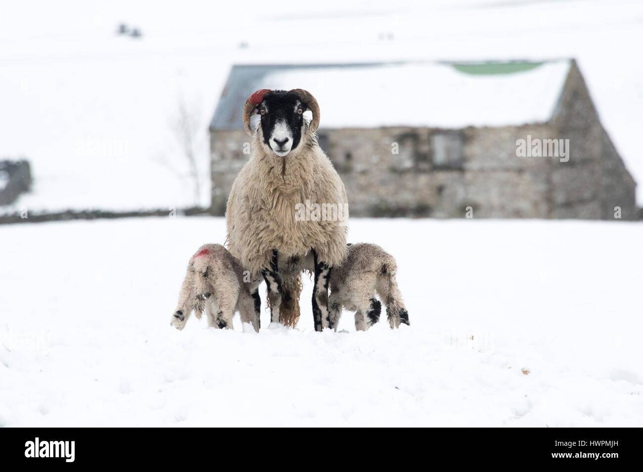 Wensleydale, UK. 22nd Mar, 2017. Swaledale ewes with mule lambs in Wensleydale woke up to a covering of snow after a very mild winter it turned into a cold spring. Credit: Wayne HUTCHINSON/Alamy Live News Stock Photo