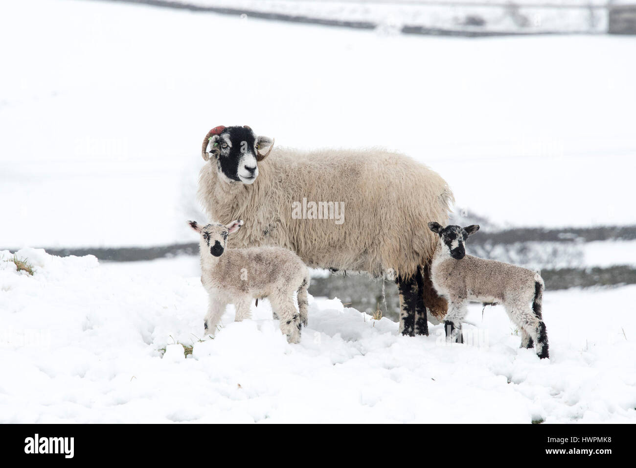 Wensleydale, UK. 22nd Mar, 2017. Swaledale ewes with mule lambs in Wensleydale woke up to a covering of snow after a very mild winter it turned into a cold spring. Credit: Wayne HUTCHINSON/Alamy Live News Stock Photo