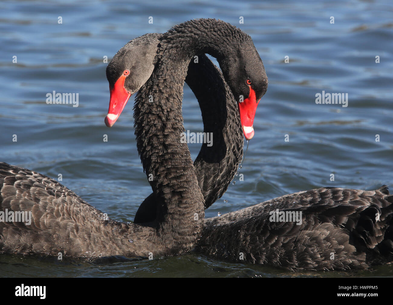 The swan with two necks hires stock photography and images Alamy