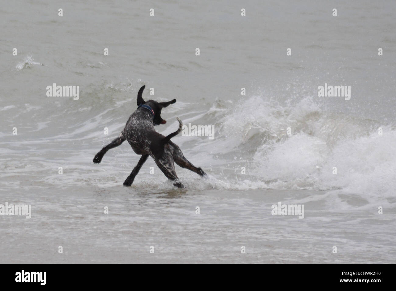 Marazion, Cornwall, UK. 4th Apr, 2017. UK Weather. A cloudy morning at Marazion with easter holidaymakers having to wrap up warm. However the sun is expected out later on in the day. Credit: cwallpix/Alamy Live News Stock Photo