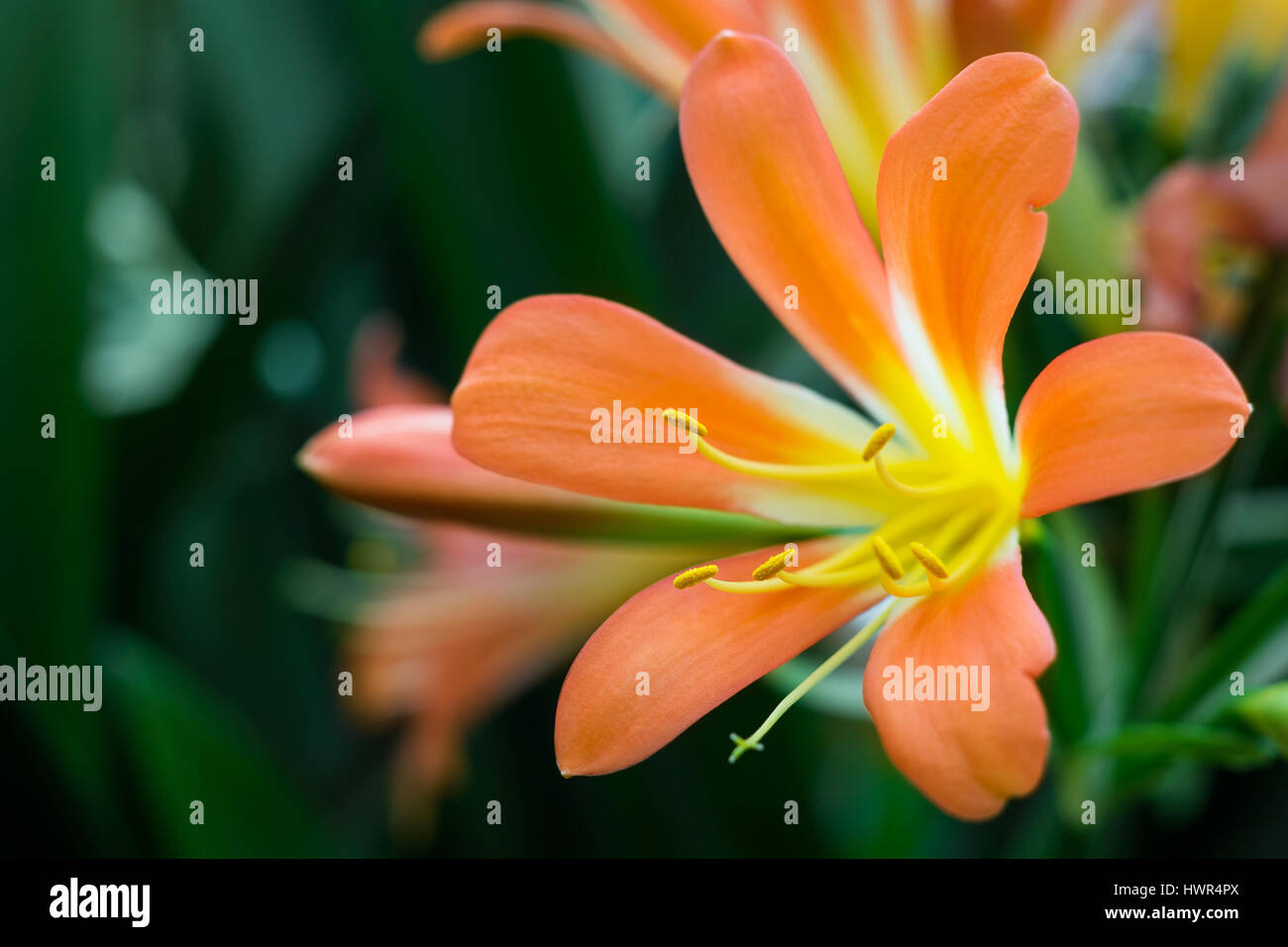Single orange clivia miniata flower closeup Stock Photo