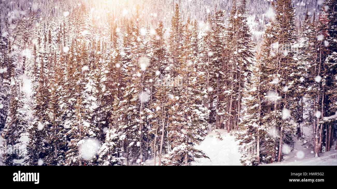 Snowy pine trees on alp mountain slope during winter Stock Photo - Alamy