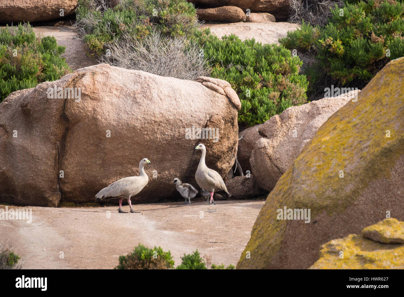 Cape Barren Goose with chicks - Pearson Island, South Australia Stock Photo